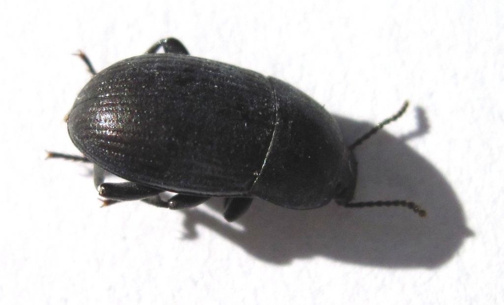 Coleottero da identificare (113): Pedinus meridianus